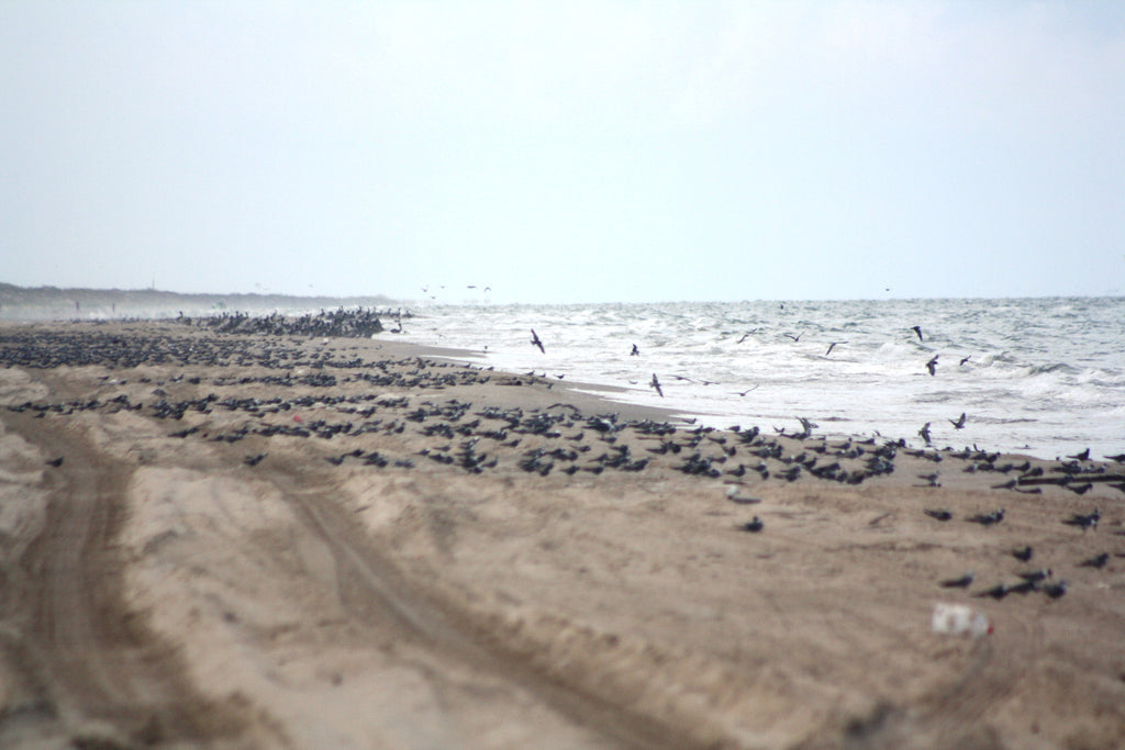 Friends of Padre Beach Report 8/17/2015