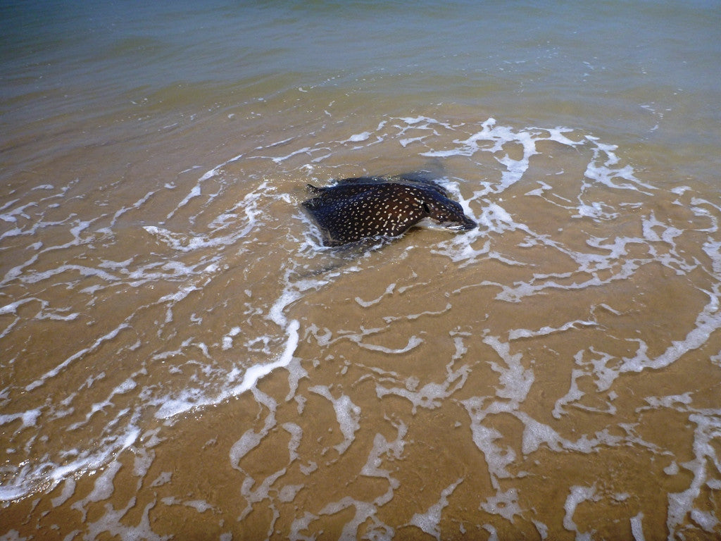 Friends of Padre Beach Report 7/26/2015