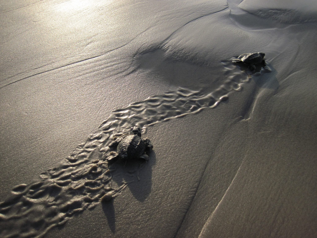 Texas Turtle Nest Update 7/10/2016