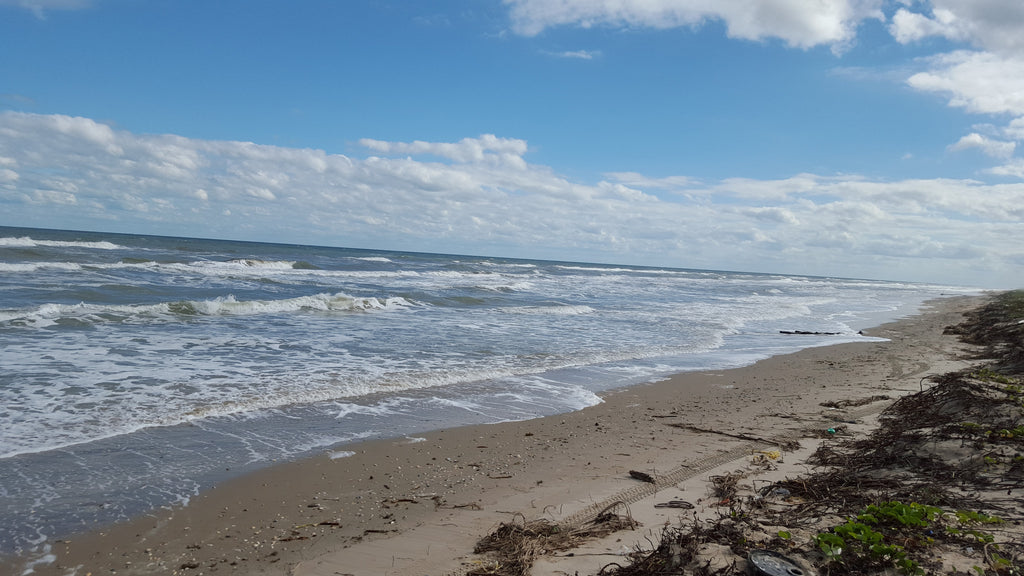 FoP Beach Report 11/23/2015