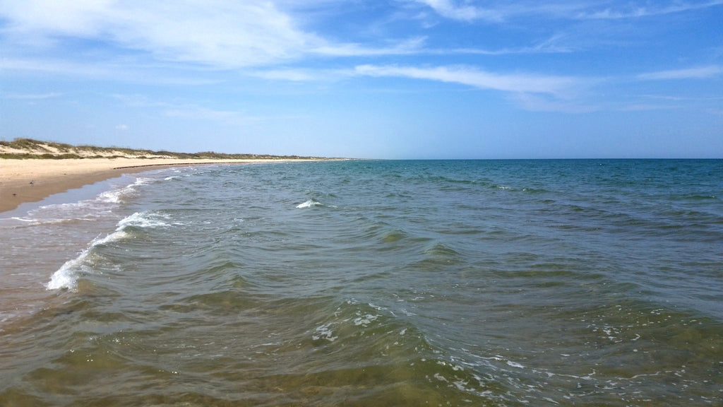 Friends of Padre Beach Report 8/13/2015