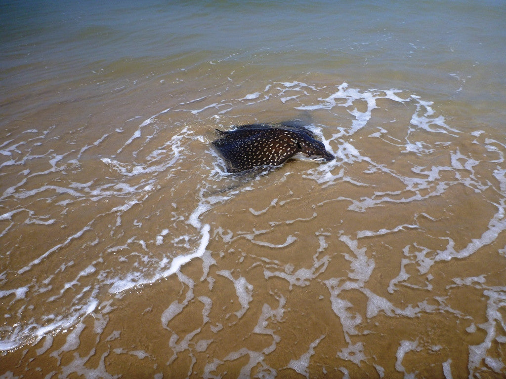 Friends of Padre Beach Report 7/26/2015